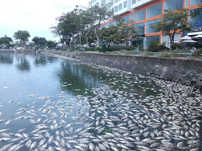 ダナン中心部の湖で魚の大量死が続出