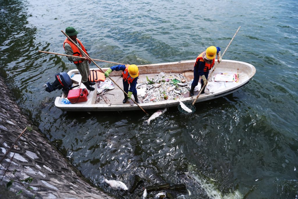 ダナン中心部の湖で魚の大量死が続出1