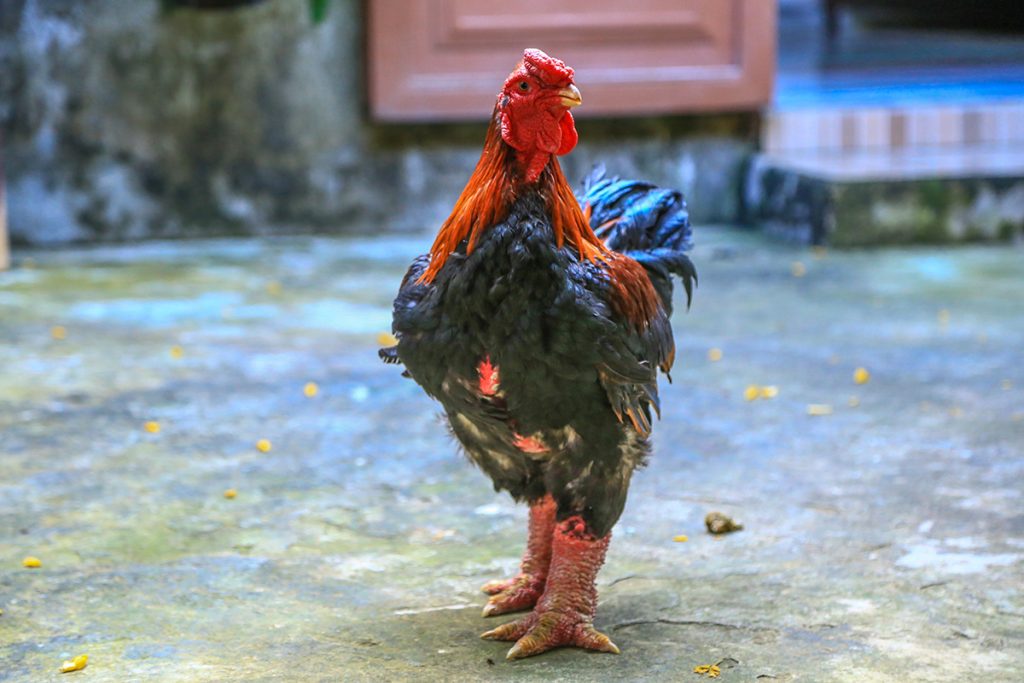 ドンタオ鶏の精巣：1キロ当たり1百万VND
