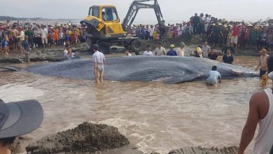 重量2トン以上の巨大なクジラ：カインホア省沿岸に漂着1