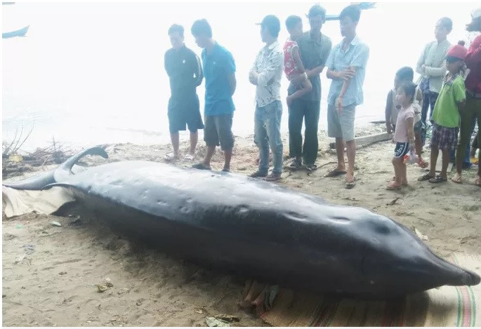 重量2トン以上の巨大なクジラ：カインホア省沿岸に漂着