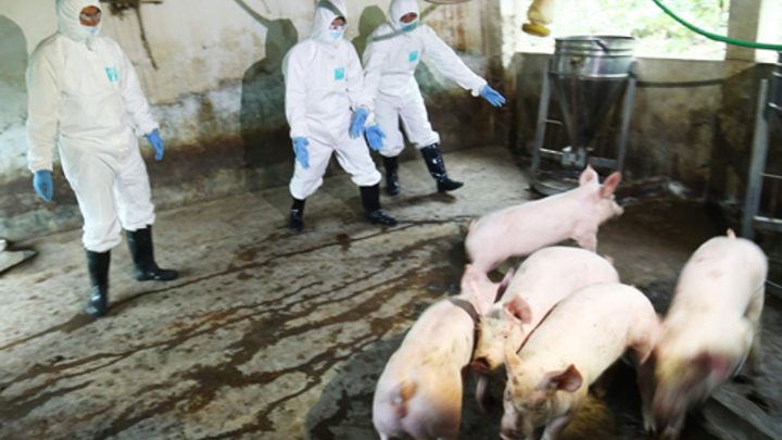 アフリカ豚コレラ感染により、300万頭の豚は焼却処理された