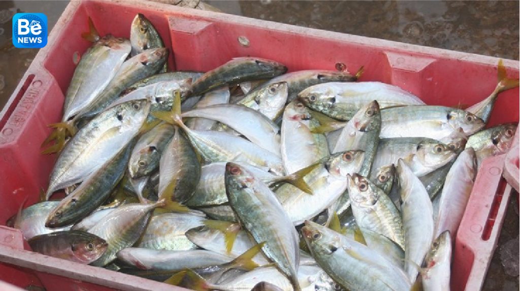 Ha Tinh省の漁師は鯵を豊漁できました