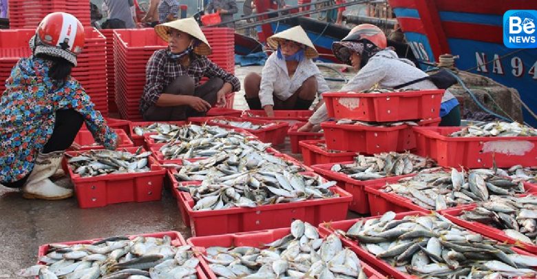 Ha Tinh省の漁師は鯵を豊漁できました1