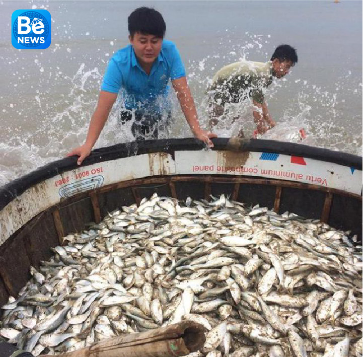 Ha Tinh省の漁師は鯵を豊漁できました0