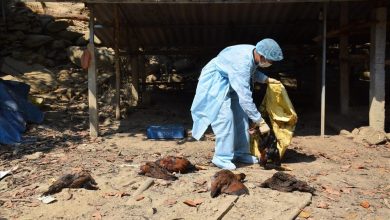 バリア・ブンタウ：鳥インフルエンザH5N6に感染した約10,000羽の鶏を焼却0