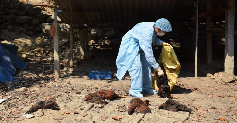 バリア・ブンタウ：鳥インフルエンザH5N6に感染した約10,000羽の鶏を焼却0