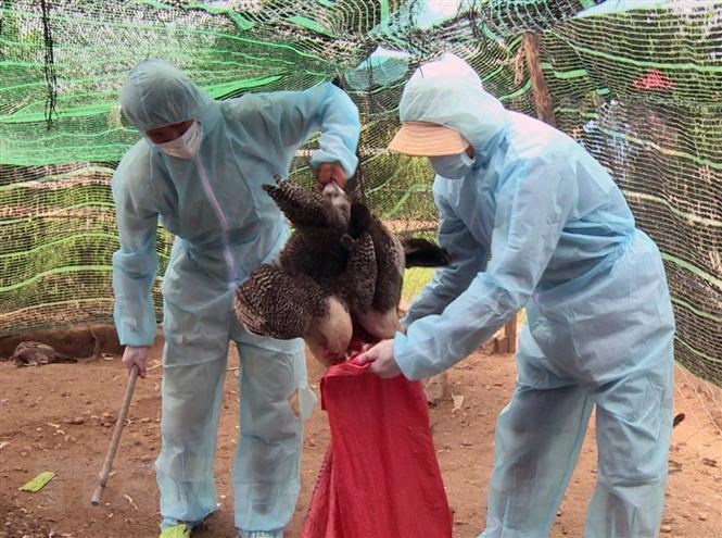 バリア・ブンタウ：鳥インフルエンザH5N6に感染した約10,000羽の鶏を焼却2