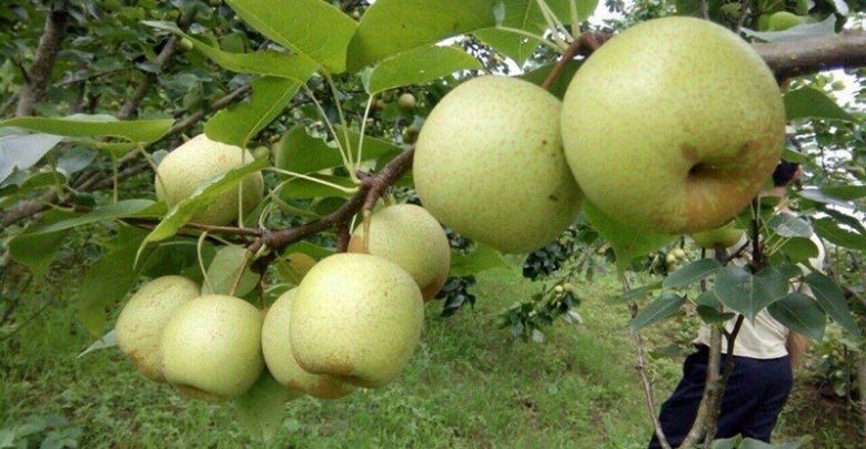 ラオカイ省産の青梨の収穫好調農家が高い利益を得た3