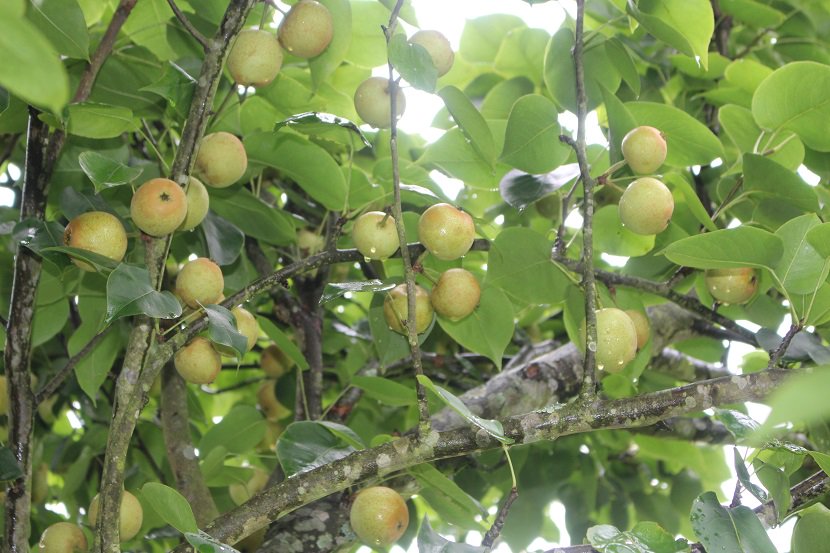 ラオカイ省産の青梨の収穫好調農家が高い利益を得た1