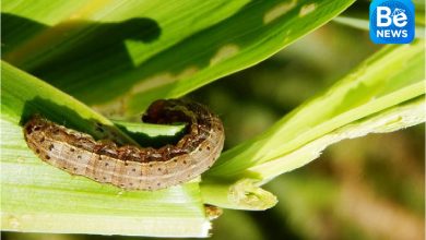 稲を食い荒らすハスモンヨトウ拡大を報告した最初の省1