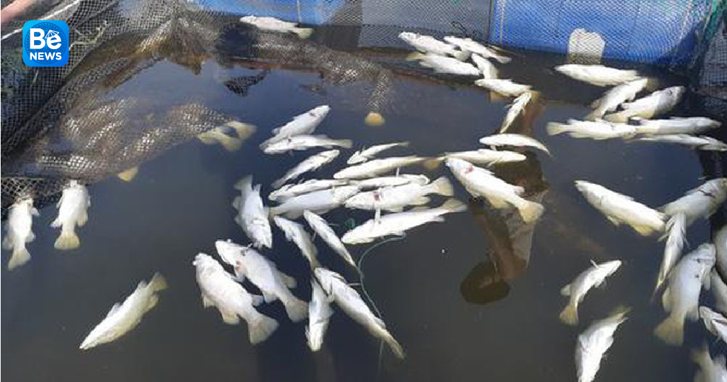 いかだケージで育てられた100トンのスズキ魚が死んだ