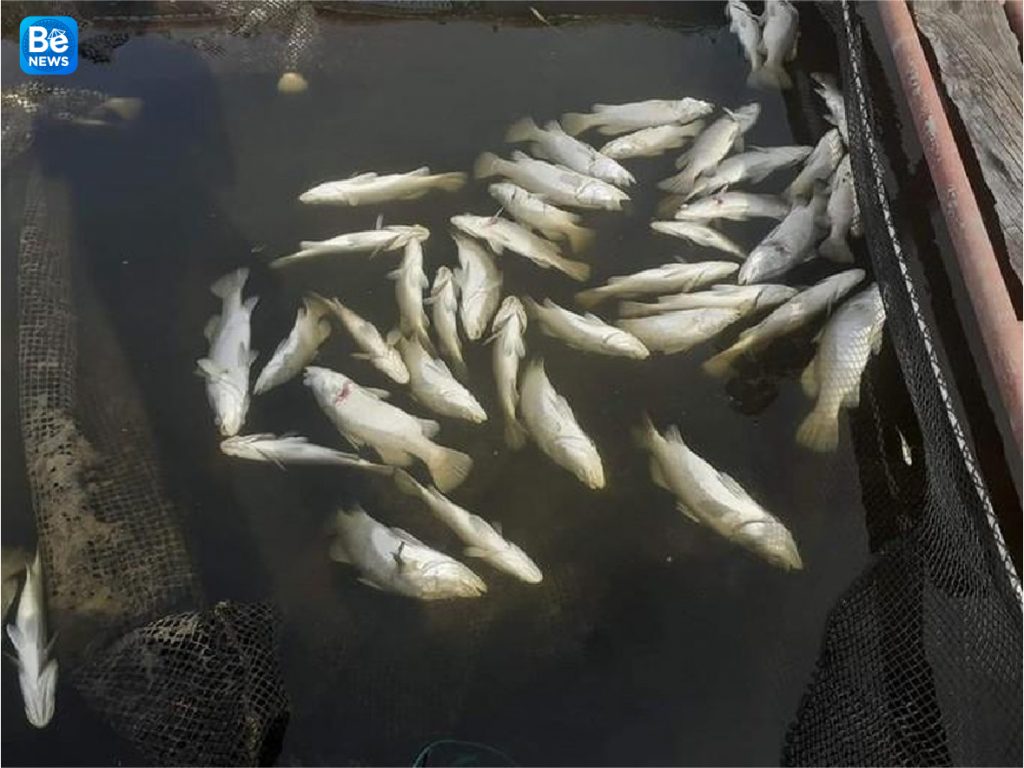 いかだケージで育てられた100トンのスズキ魚が死んだ