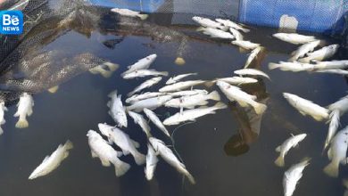 いかだケージで育てられた100トンのスズキ魚が死んだ