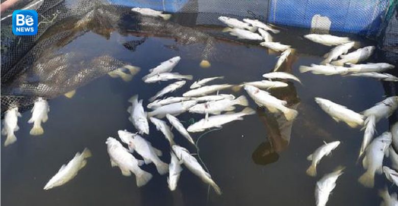 いかだケージで育てられた100トンのスズキ魚が死んだ