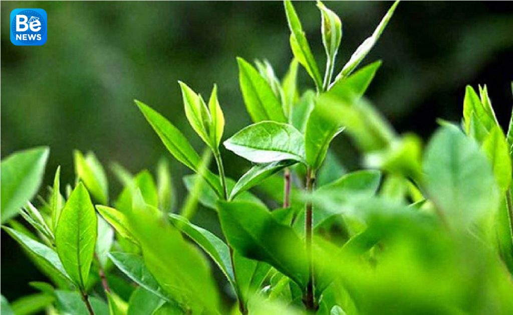 ベトナムの緑茶がパキスタンのマーケットリーダー