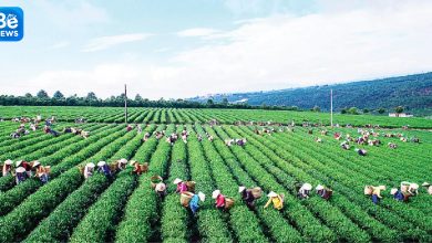 ベトナムの緑茶がパキスタンのマーケットリーダー2