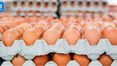 ホアファットとの会社は北部中で最も卵を売っている
