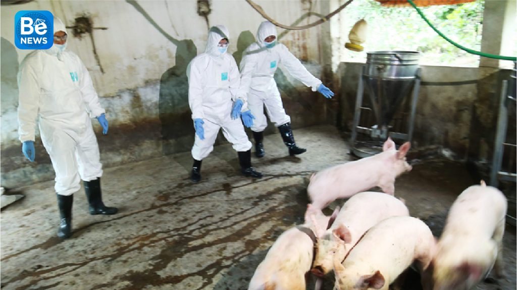 ハノイ市での180コミューンにてアフリカの豚コレラが再発している2