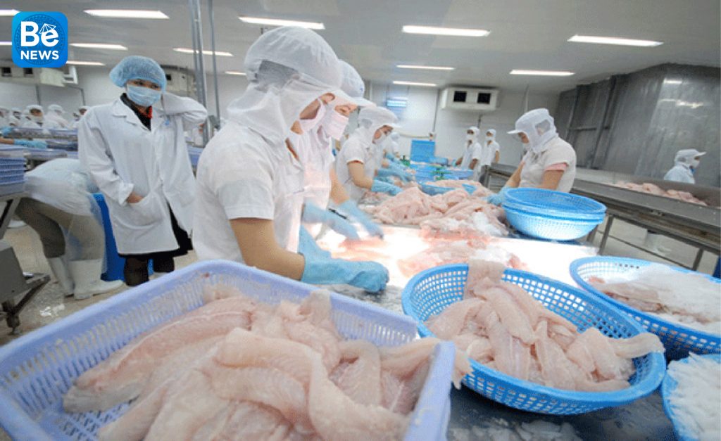 マレーシアに輸出されるバサ魚の量が急増になりました1