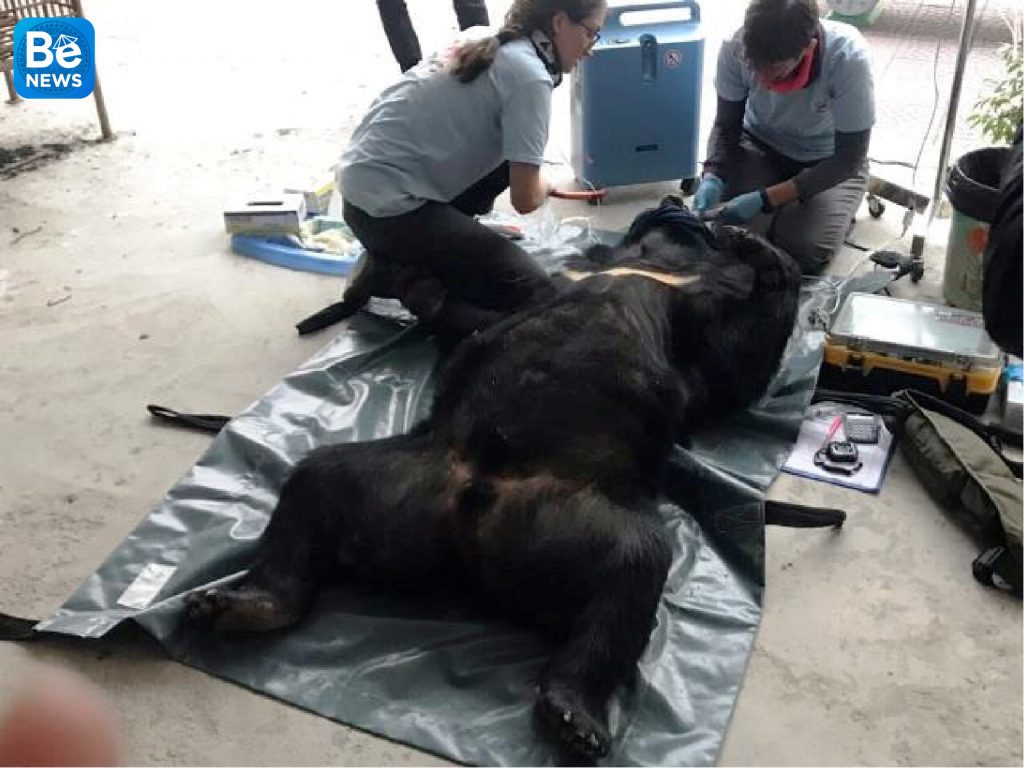 140 kgの熊馬を救う