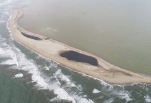 Cua Dai海での砂丘の面積は1.5ヘクタール減少なりました