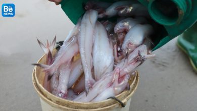 ハティン漁師はターポン魚の季節を獲得できます2