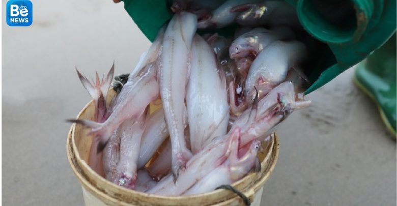 ハティン漁師はターポン魚の季節を獲得できます2