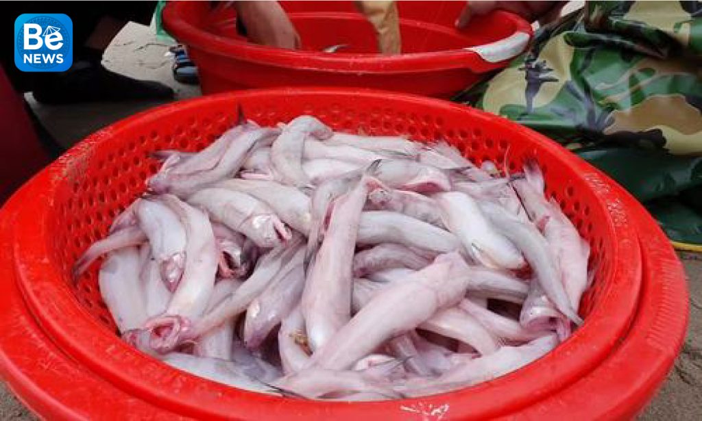 ハティン漁師はターポン魚の季節を獲得できます1